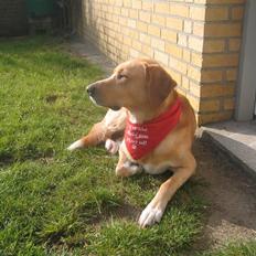 Labrador retriever Valdi