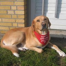 Labrador retriever Valdi
