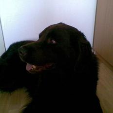 Blanding af racer Boss