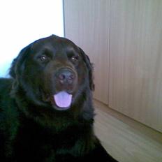 Blanding af racer Boss