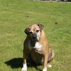 Amerikansk bulldog Nala * R * I * P *