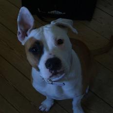 Blanding af racer Amy