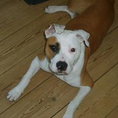 Blanding af racer Amy