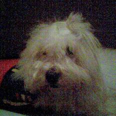 Coton de tulear Oscar<3