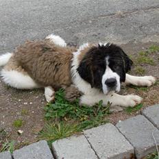 Sankt bernhardshund Nanna (Aflivet 060808)