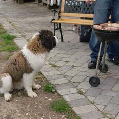 Sankt bernhardshund Nanna (Aflivet 060808)