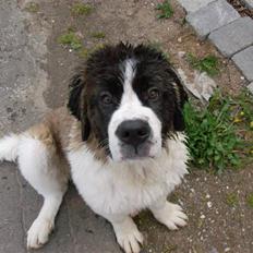 Sankt bernhardshund Nanna (Aflivet 060808)