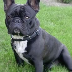 Fransk bulldog 'Foucault' R.I.P. 2010