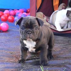 Fransk bulldog 'Foucault' R.I.P. 2010
