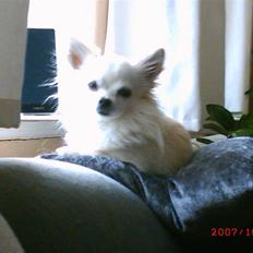 Chihuahua sigurd