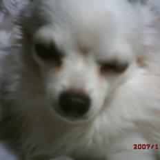 Chihuahua sigurd