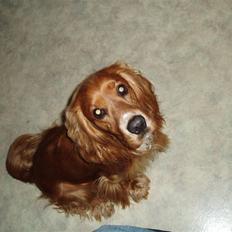 Cocker spaniel Tayson