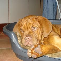 Dogue de bordeaux Boogie
