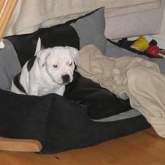 Staffordshire bull terrier buller
