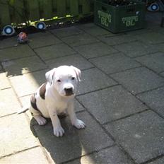 Staffordshire bull terrier buller