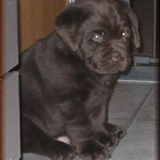 Labrador retriever black-mocca tippoo