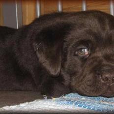 Labrador retriever black-mocca tippoo