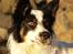 Border collie Taegeuk (Tajgo)