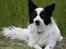 Border collie Taegeuk (Tajgo)