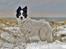 Border collie Taegeuk (Tajgo)