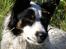 Border collie Taegeuk (Tajgo)
