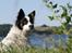 Border collie Taegeuk (Tajgo)