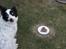 Border collie Taegeuk (Tajgo)
