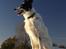 Border collie Taegeuk (Tajgo)