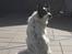 Border collie Taegeuk (Tajgo)