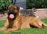 Bullmastiff Bertil