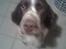 Engelsk springer spaniel sylle - Søde Sylle xD <3
