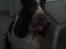Engelsk springer spaniel sylle - Sylle igen <33