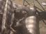Amerikansk staffordshire terrier Solgt:( Malou
