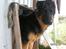 Schæferhund Odin R.I.P. - er jeg ikke køn