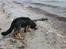 Schæferhund Odin R.I.P. - første tur til stranden er lidt farligt hehe