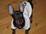 Dvaergpinscher Killer