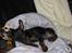 Dvaergpinscher Killer