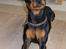 Dvaergpinscher King (2003 - 2016)