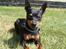 Dvaergpinscher King (2003 - 2016)