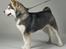 Alaskan malamute Cody - Cody den 1/12-07.... 5 måneder 