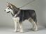 Alaskan malamute Cody - Smukke Cody...