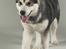 Alaskan malamute Cody - Cody den 1/12-07..