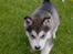 Alaskan malamute Cody - 8 uger..