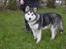 Alaskan malamute Cody - 7 måneder.
