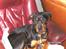 Blanding af racer Fraya R.I.P 26/4-2011 - Fraya der ligger i sin egen stol 