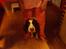 Engelsk springer spaniel Nala