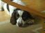 Engelsk springer spaniel Nala