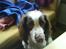Engelsk springer spaniel Nala
