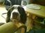 Engelsk springer spaniel Nala
