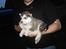 Alaskan malamute Cody - 4 uger